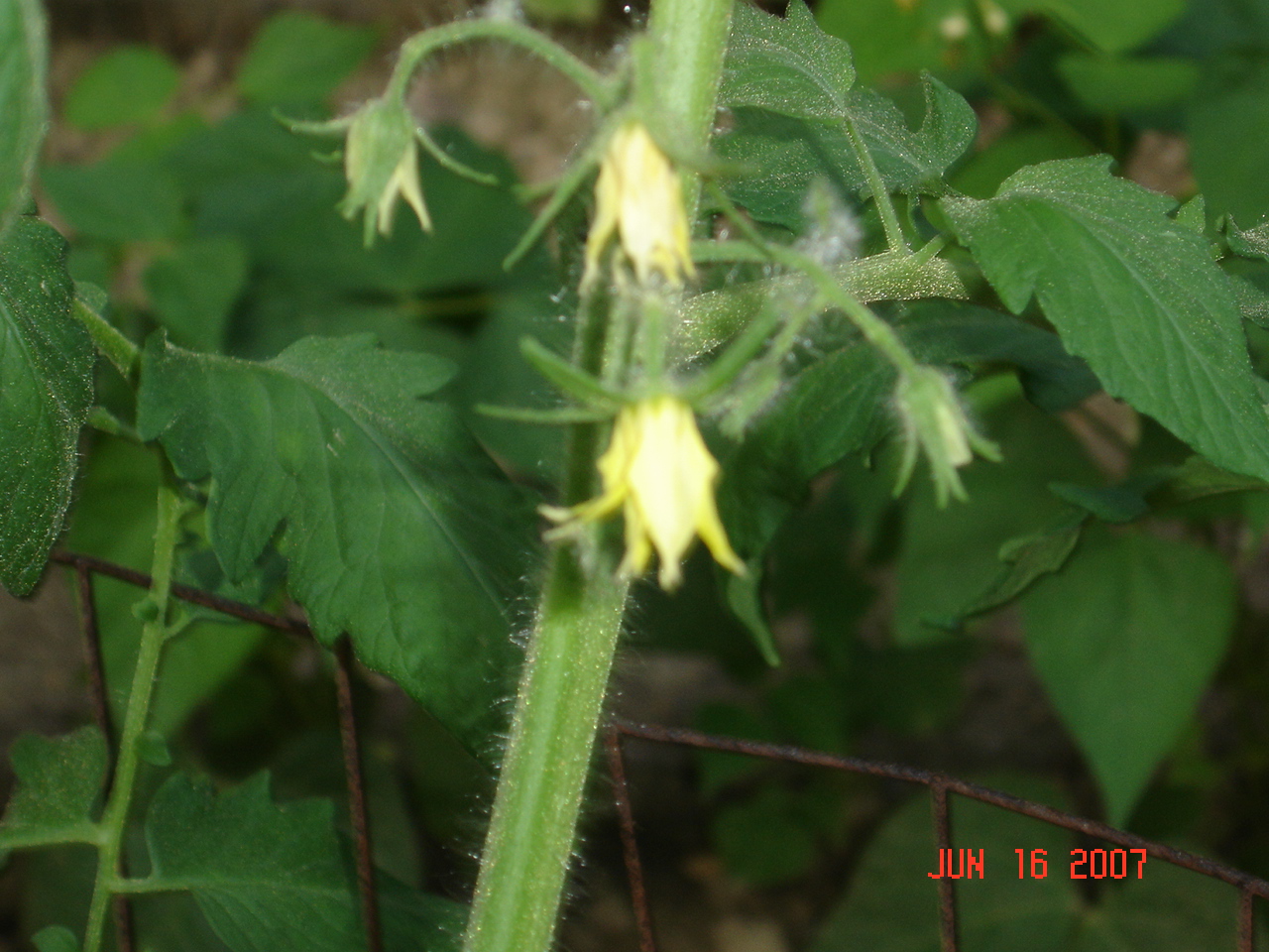 Tomato blossoms Pics4Learning