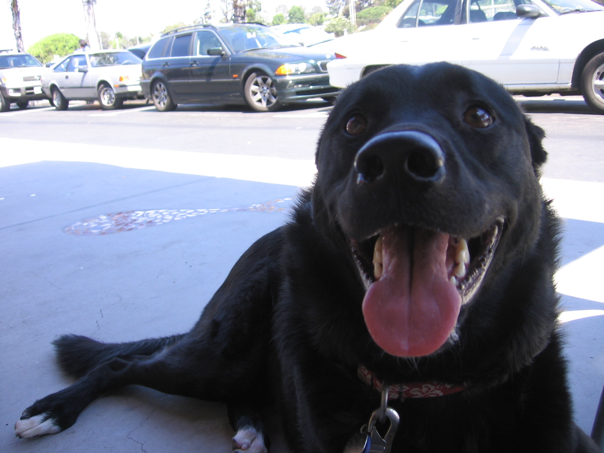 take-a-look-at-this-very-healthy-tongue-pics4learning