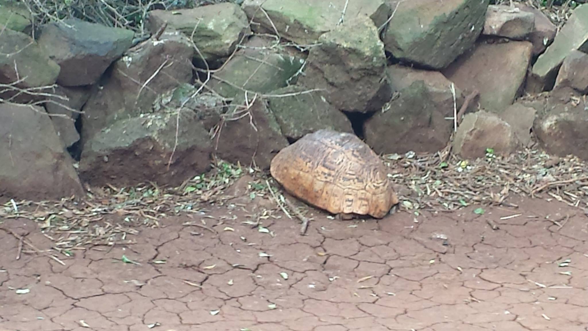 Tortoise | Pics4Learning
