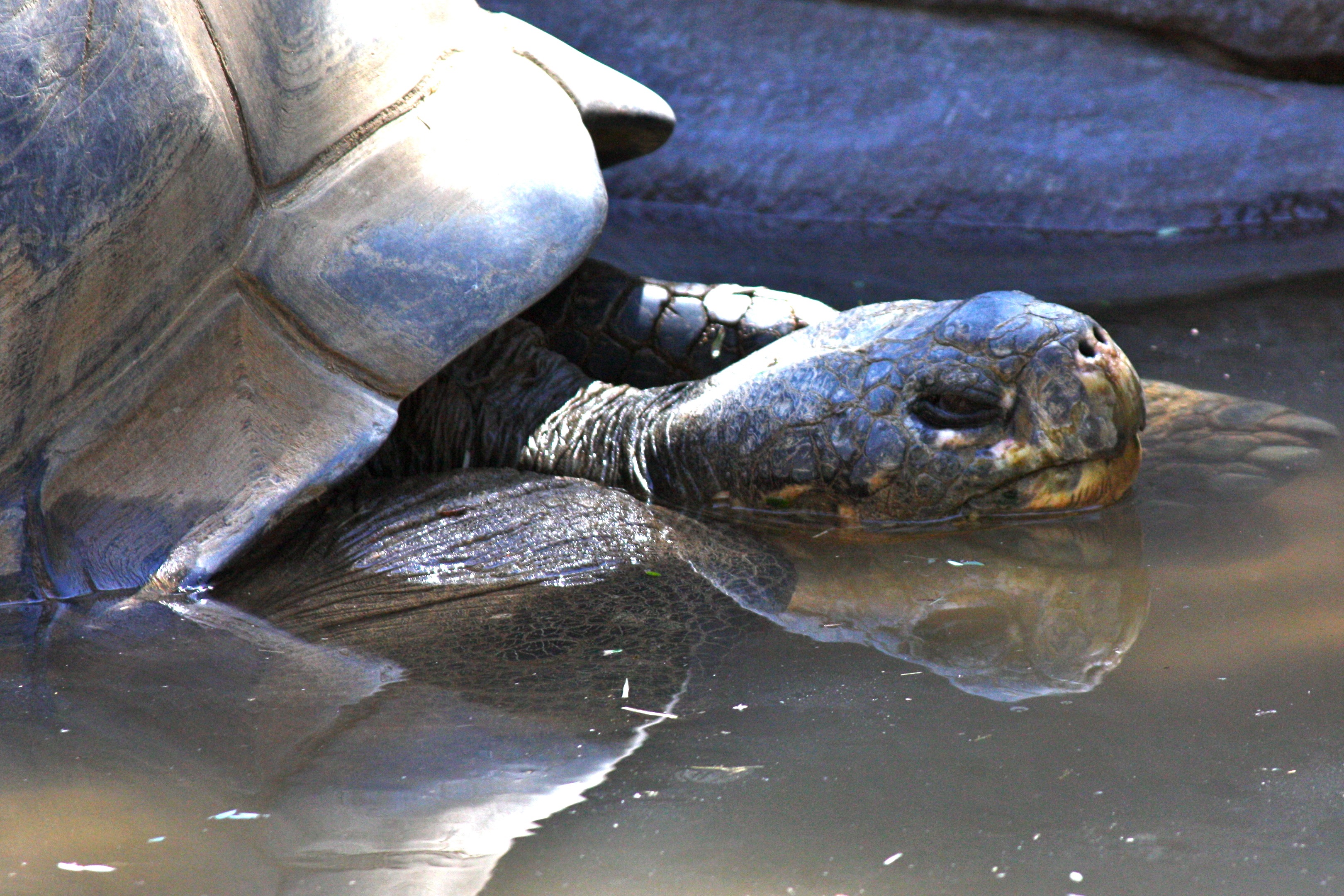 Galapagos Tortoise | Pics4Learning