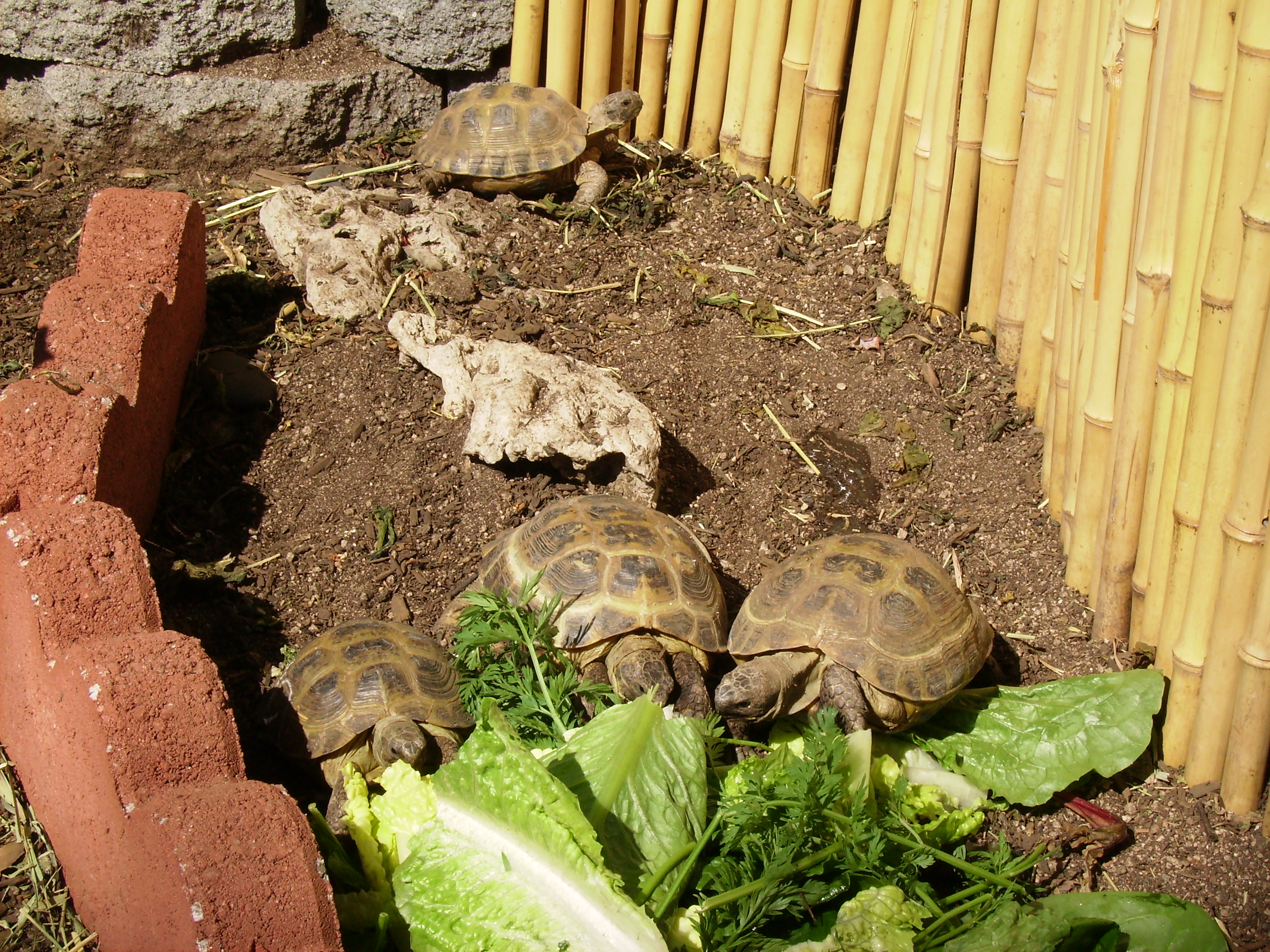 Four female Russian Tortoises-Flora, Fauna, Merriweather and Princess ...