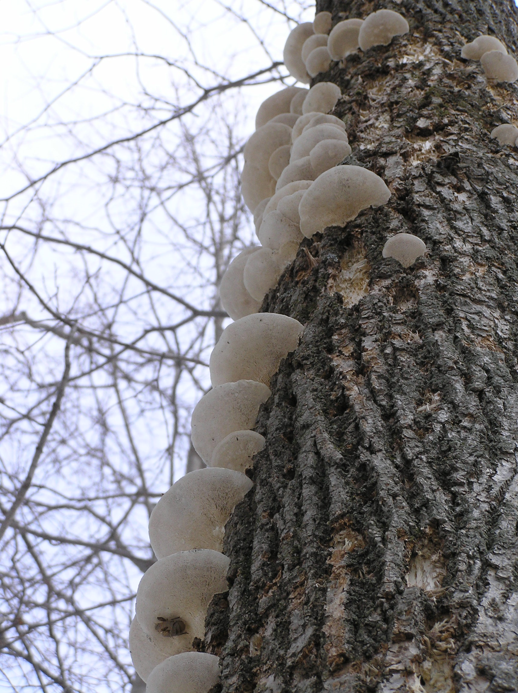 Tree Fungus | Pics4Learning