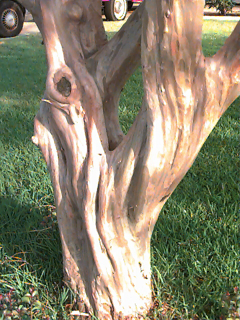 Tree trunk | Pics4Learning