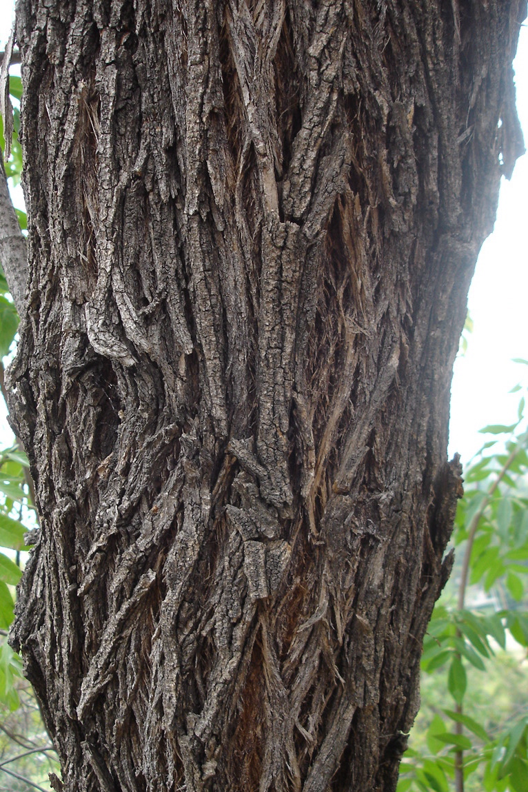 Tree Trunk | Pics4Learning