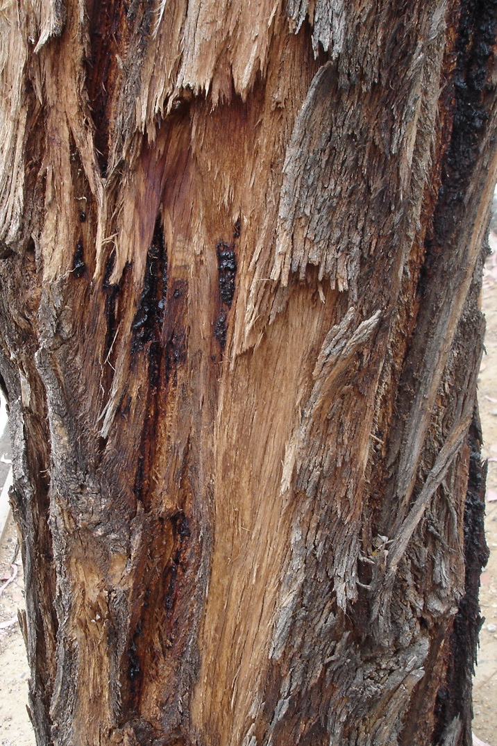 Tree Trunk | Pics4Learning