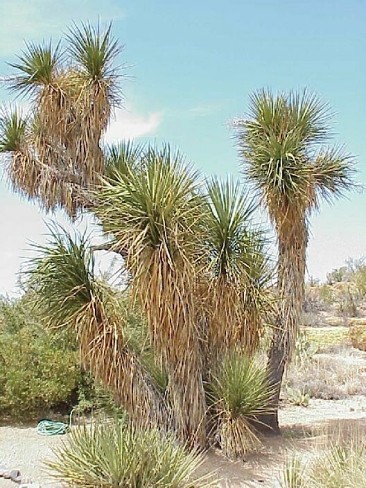 Tree Yucca | Pics4Learning