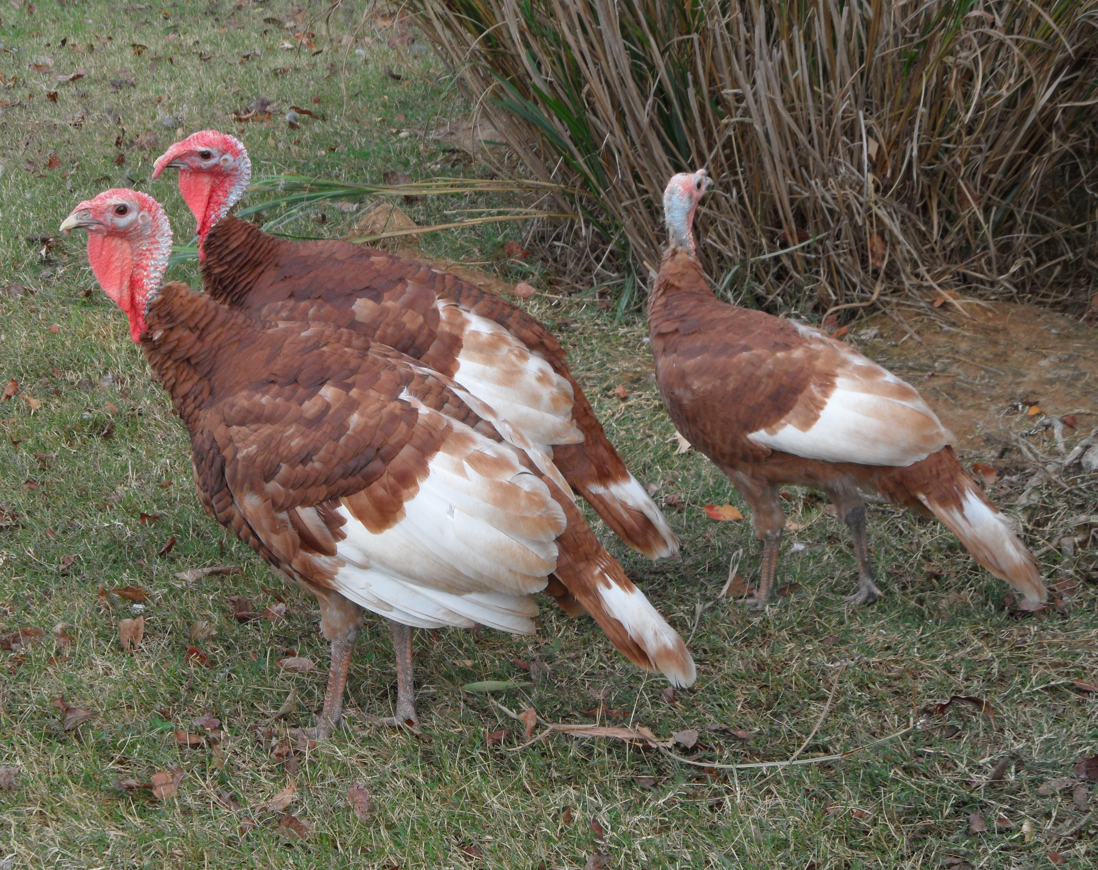 Red Turkeys | Pics4Learning