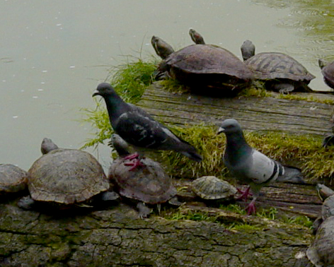 turtle and pigeon sorty