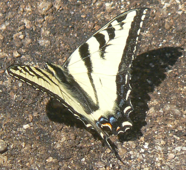 Two-tailed Swallowtail - Papilio Multicaudata 