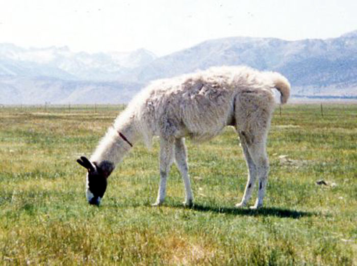 Vicuna 183 main image 0