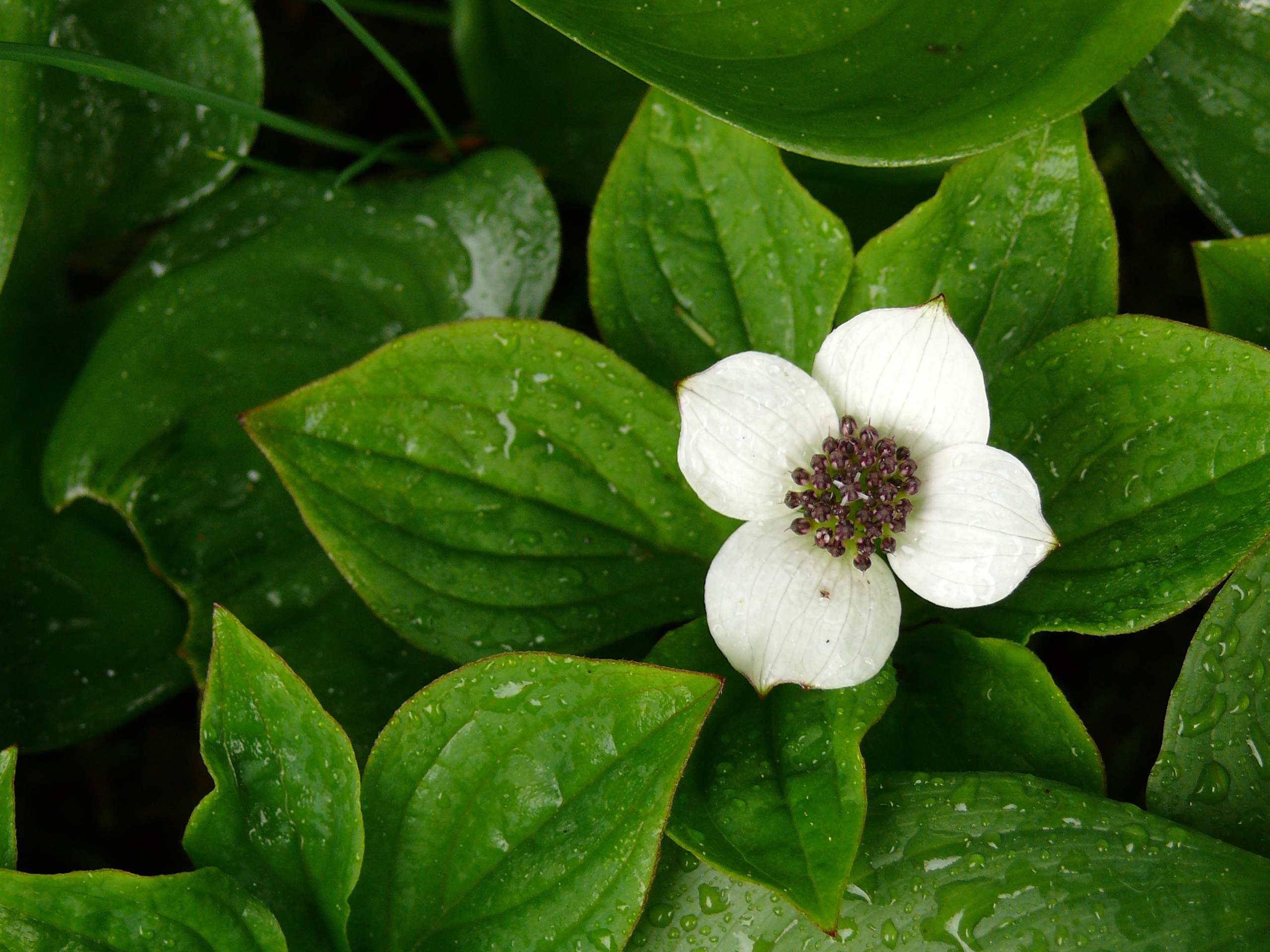 whiteflower.jpg - White flower blooming in the forest area around Icy Strait Point, Alaska