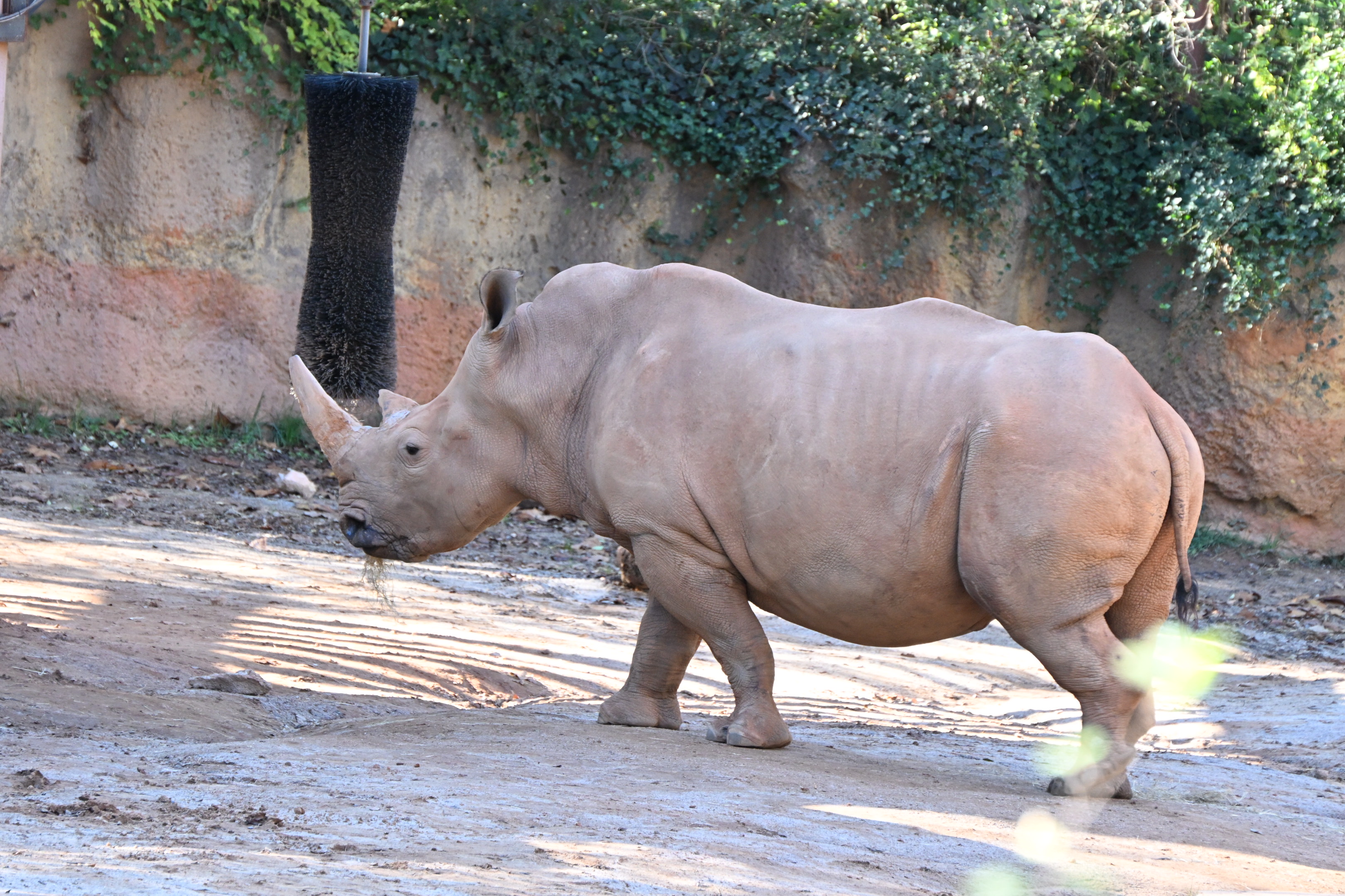 White Rho White Rhino | Pics4Learning