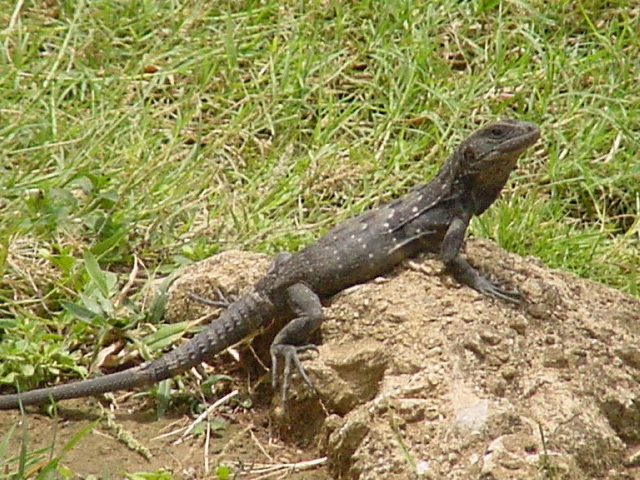 wishiwilly01.jpg - Wishiwilly is the Island name for this lizard.  Also known as Garrobo o wishiwilly ctenosaura