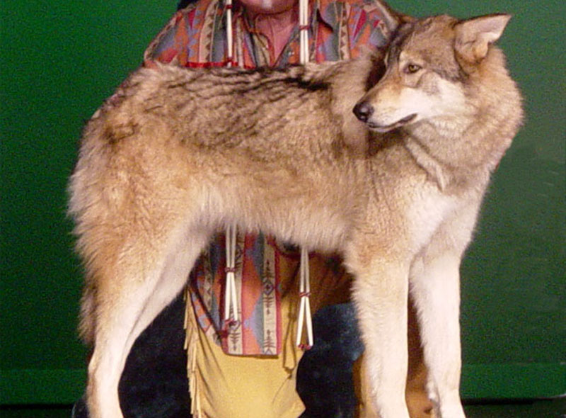 Timber Wolf | Pics4Learning