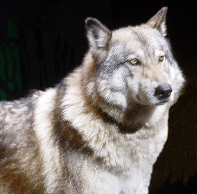 Timber Wolf | Pics4Learning