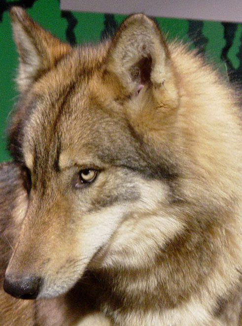 pet timberwolf