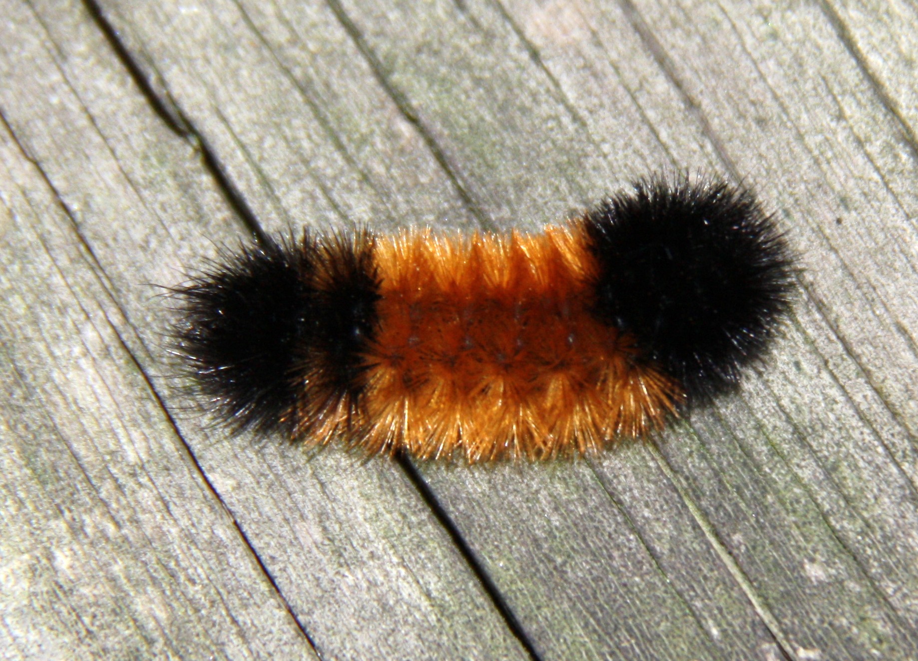 Wooly Worm Pics4Learning