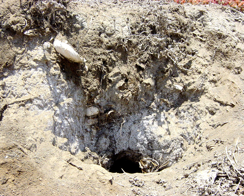 This hole is the home of an animal, possibly a burrowing owl. |  Pics4Learning