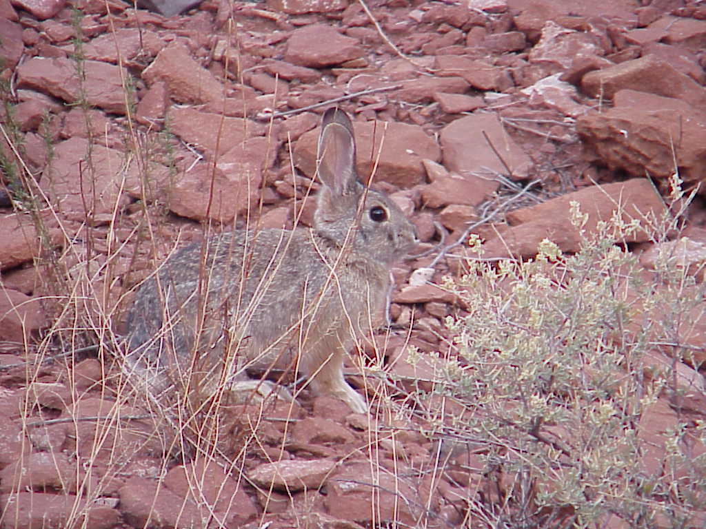 Cottontail at Wupatki | Pics4Learning