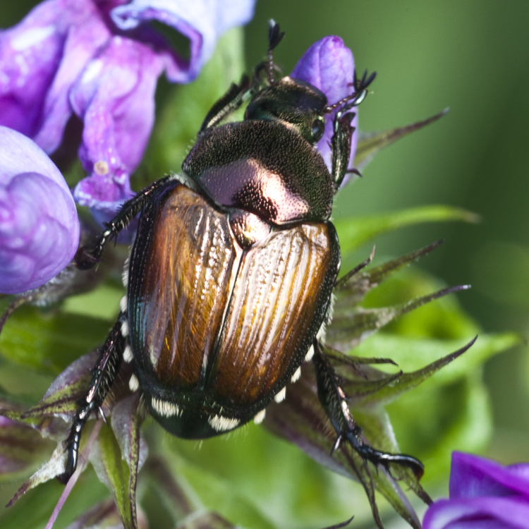 Japanese Beetle-Such a Pest! | Pics4Learning