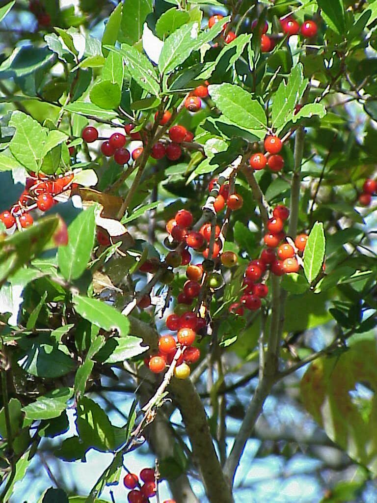 Yaupon berries Pics4Learning