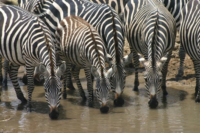 Zebra at Watering Hole | Pics4Learning