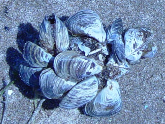 Zebra Mussels - Invading The Great Lakes! | Pics4Learning