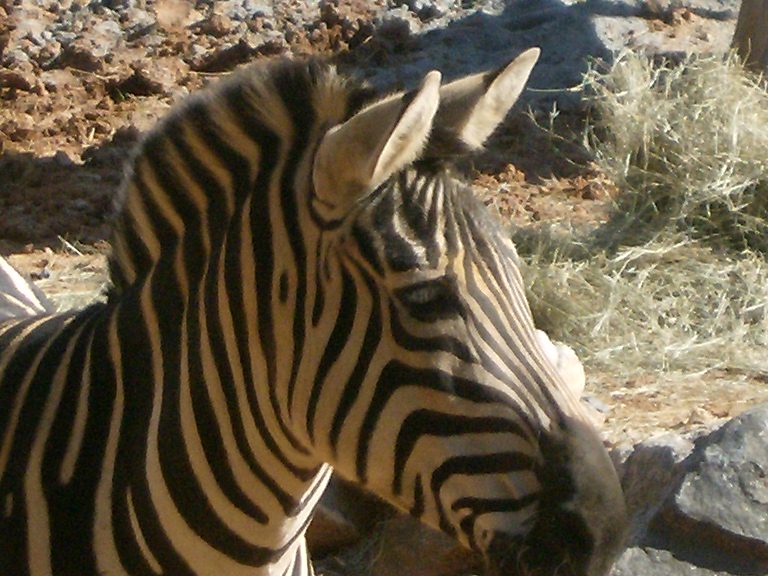 zebra | Pics4Learning